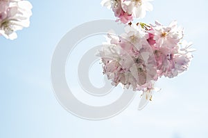 Cherry blossoms