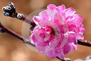 Cherry Blossoms