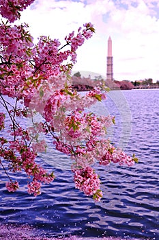 Cherry blossoms