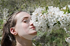 Cherry blossoms