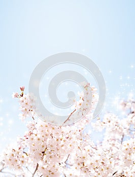 Cherry blossoms