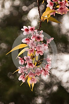 Cherry blossoms