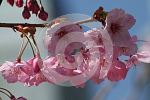 Cherry blossoms