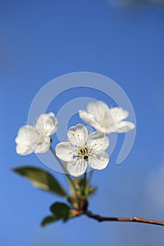 Cherry blossoms