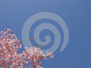 Cherry Blossoms