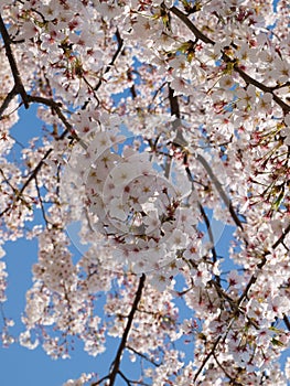 Cherry Blossoms