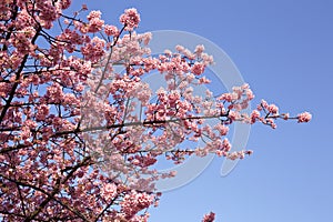 Cherry blossoms