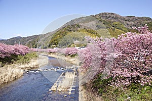 Cherry blossoms