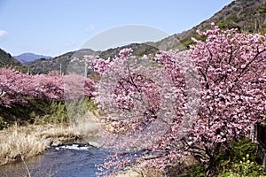 Cherry blossoms