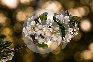 Cherry Blossoms