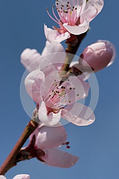 Cherry blossoms