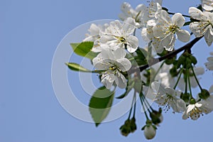 Cherry blossoms