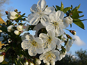 Cherry blossoms