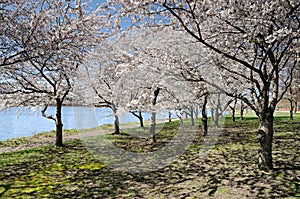 Cherry Blossoms