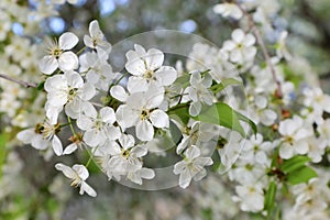 Cherry blossoms.