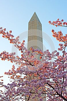Cherry blossoms abundance near the Washington Monument.