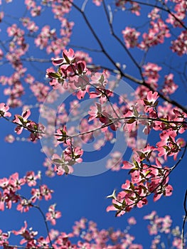 Cherry Blossoms Against a Beautiful Blue Sky