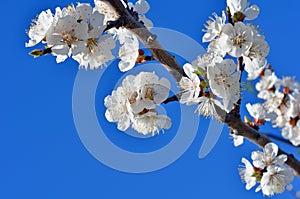 Cherry blossoms against the blue sky.