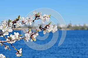 Cherry blossoms against the blue sky.