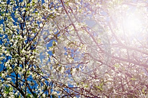 Cherry blossoms against a blue sky