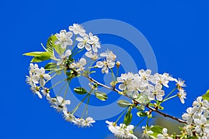 Cherry blossoms against the blue sky in early spring. Cherry branches covered with white flowers