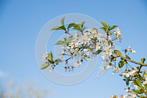 Cherry blossoms against the blue sky in early spring. Cherry branches covered with white flowers.Spring blooming on sour