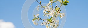 Cherry blossoms against the blue sky in early spring. Cherry branches covered with white flowers.Spring blooming on sour