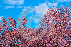 Cherry blossoms against the blue sky. Spring landscape. Nature blooms after winter. The onset of the chain