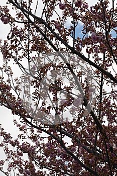 Cherry Blossoms Against Cloudy Sky