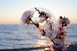 Cherry blossoms against the sea