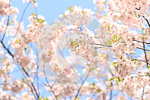 Cherry blossoms against the sky. Spring light pink flowers