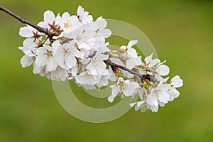 Cherry Blossoms Against a Soft Green Background