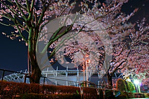 Cherry blossoms and Ajinomoto Stadium