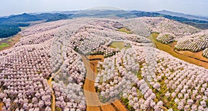 The cherry blossoms all over the mountains