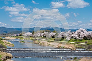 Cherry blossoms along the Kamo River Kamo-gawa in Kyoto, Japan. The riverbanks are popular walking