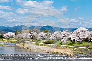 Cherry blossoms along the Kamo River Kamo-gawa in Kyoto, Japan. The riverbanks are popular walking