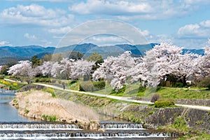 Cherry blossoms along the Kamo River Kamo-gawa in Kyoto, Japan. The riverbanks are popular walking
