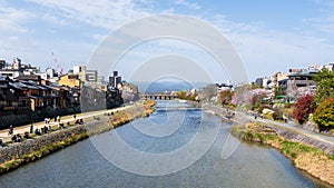 Cherry blossoms along the Kamo River. Kyoto, Japan.