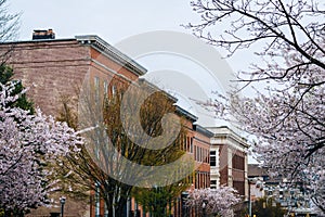 Cherry blossoms along Madison Street in Mount Vernon, Baltimore, Maryland