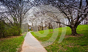 Cherry blossoms along a path at Wilde Lake Park in Columbia, Mar