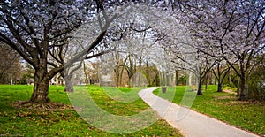 Cherry blossoms along a path at Wilde Lake Park in Columbia, Mar