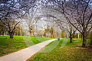 Cherry blossoms along a path at Wilde Lake Park in Columbia, Mar