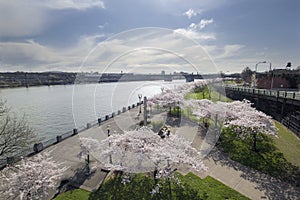 Cherry Blossoms Along Portland Willamette River