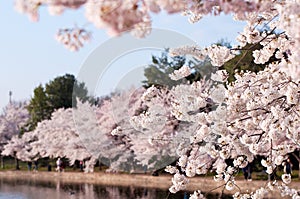 Cherry Blossoms Along The Tidal Basin