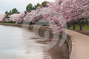 Cherry Blossoms Along The Tidal Basin