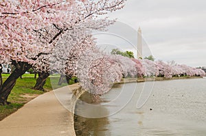 Cherry Blossoms Along The Tidal Basin