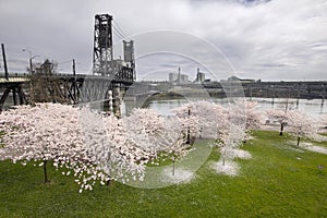 Cherry Blossoms Along Willamette River