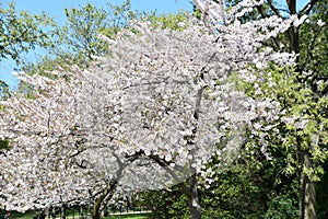 Cherry Blossoms around the Tidal Basin in Washington DC