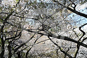 Cherry Blossoms around the Tidal Basin in Washington DC