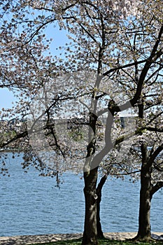 Cherry Blossoms around the Tidal Basin in Washington DC